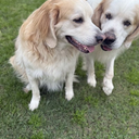 Doggies Play Play Play