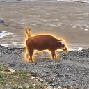 Quant Cow