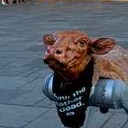 Charli XC Cow