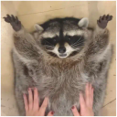 MEERKATCHIEF