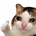 Kitty Explain