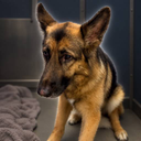 Justice For Millie