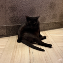 AnsemCat