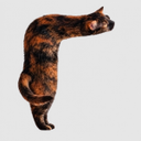 right angle cat