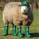 PUMP.FUN SHEEP