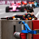 The F1 Cat