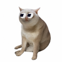 Fomo Cash cat