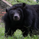 Fern The Moon Bear