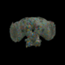 BRAIN