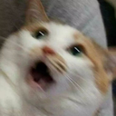 Unclear Cat