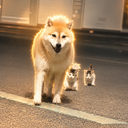The Protector