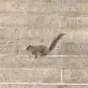 The Whitehouse Squirrel