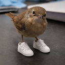BIRDWITHKICKS