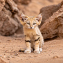 The Sand Cat