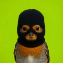 robbin the hood