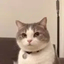 Doxxed Cat