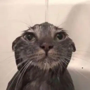 liquidkitty