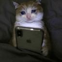 catonfone