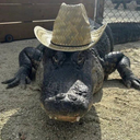 gatorwifhat