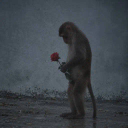 The Depressed Monkey