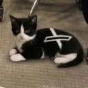 XCAT