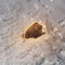 The Nietzschean Bear