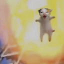 Explosion Cat