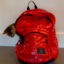 Cat in Bag