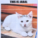 The Bodega Cat