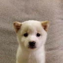 Most Referred Dog