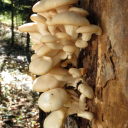 Pleurotus ostreatus