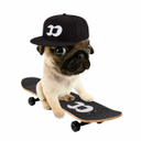 FOMO Pug