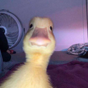 Harold The Duck