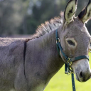 Anti Data Center Donkey