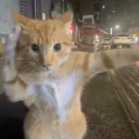 Kung Fu Cat