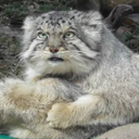 Pallas Cat