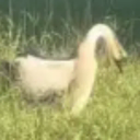 Donald the Goose