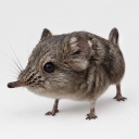 Elephant Shrew
