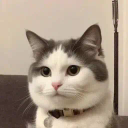 Know Your Cat