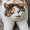 Anthropic Cat