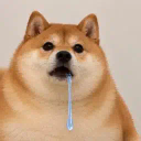 Stupid Inu