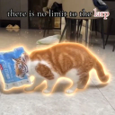 The LARP Cat