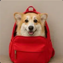 Dog In Backpack