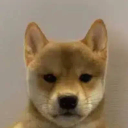 INU
