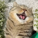 Whimsical Cat