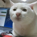 serious cat