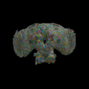 BRAIN