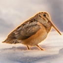 American Woodcock