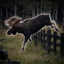 The Odyssean Moose 