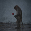 The Depressed Monkey